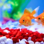 Consejos para un acuario de agua dulce perfecto: cuidados y mantenimiento