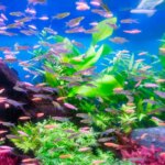 Consejos esenciales para el cuidado y bienestar del acuario de agua dulce: ¡Mantén su vitalidad siempre en alto!