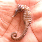 Consejos para acuariofilia marina: Inicia tu aventura con éxito