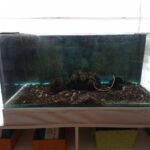 Domina el mantenimiento del agua en tu acuario marino: descubre los secretos y técnicas para el éxito