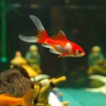 Mantenimiento de acuarios marinos: Consejos esenciales para un ecosistema próspero