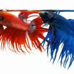 Consejos expertos para elegir peces y plantas y hacer tu acuario marino perfecto