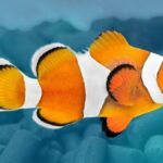 Garantiza agua cristalina y salud acuática con filtros para acuarios marinos