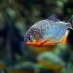 Ahorra dinero en acuario marino: Diferencia de costos entre agua dulce y marina para tu oasis marino perfecto