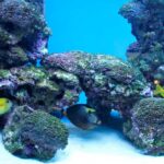 Acuario marino vs agua dulce: ¡Vive la experiencia acuática perfecta!