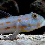 ¡Elige el Mejor Acuario de Agua Salada vs Agua Dulce con Nuestros Factores Clave!