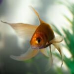 Prevención y cuidado de enfermedades en peces: Todo sobre acuarios marinos