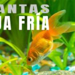 Accesorios de Acuario: Cuida a tus peces con los mejores equipos