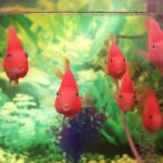 Ventajas y desafíos: Acuario marino vs. Acuario de agua dulce