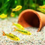 Alimentación para acuarios marinos y de agua dulce: Maximiza el bienestar de tus peces con consejos expertos