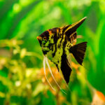 Alimentos y suplementos para peces de acuario: Dieta balanceada para un crecimiento saludable