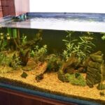 Evita los errores comunes en la alimentación de peces de acuario y cuida su felicidad y salud