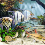 Protege la salud de tus peces de acuario: descubre las principales amenazas y enfermedades