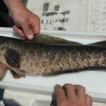 Evita problemas en tu acuario de agua dulce: no mezcles estas especies de peces y disfruta de tu hobby