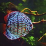 Encuentra peces compatibles para tu acuario de agua dulce: guía completa