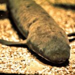 Domina la agresividad en tu acuario: Consejos para un acuario pacífico de agua dulce