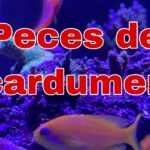 Domina la belleza de los acuarios marinos: técnicas avanzadas de acuariofilia