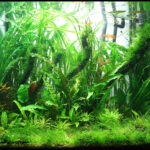 Encuentra los mejores peces y plantas para tu acuario: crea un paraíso en casa