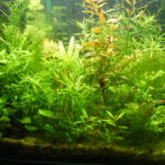 Evita la competencia de nutrientes en tu acuario: Guía para armonizar peces y plantas