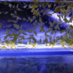 Cuidados de peces marinos vs agua dulce: Todo lo que necesitas saber