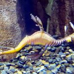 Evita problemas de territorialidad y agresividad en acuarios marinos con estas precauciones