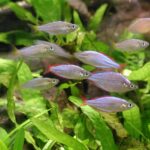 Crea tu paraíso submarino: Acuario saludable y equilibrado con nuestras mejores prácticas