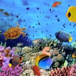 Beneficios y desafíos de tener coral en tu acuario marino: sumérgete en la belleza de los mares en casa