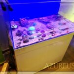 Mantenimiento del acuario marino: requisitos y cuidados expertos desvelados