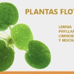 Decoración perfecta para acuarios marinos: claves y plantas ideales