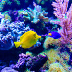 Ventajas y desventajas de tener un acuario marino: ¡Transforma tu hogar en un paraíso acuático!