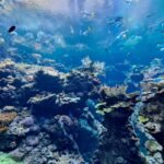 Mantenimiento de acuario marino: Supera los retos y domina tu afición con nosotros