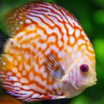 Aprende los secretos lumínicos: iluminación para acuarios marinos vs. de agua dulce