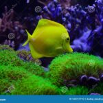 Transforma tus acuarios: Peces felices y saludables con nuestro mantenimiento profesional