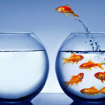 Descubre las mejores ferias de acuariofilia cerca de ti: ¡Peces y equipos ideales en un evento único!