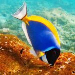 ¡Diferencias alimenticias entre peces de agua dulce y peces marinos: descúbrelas aquí!