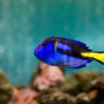 Descubre las diferencias entre acuarios marinos y de agua dulce: ¡Sumérgete en un fascinante mundo acuático!