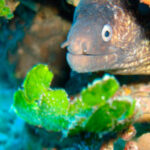 Consejos imprescindibles para evitar incompatibilidades en tu acuario marino: descubre las especies recomendadas