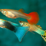 Descubre los secretos de la fascinante biología de los peces de acuario: ¡Gana conocimiento ahora!