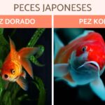 Aquarios marinos: Crea el entorno perfecto para tus peces marinos