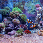 Acuario marino: Descubre los fascinantes peces y organismos acuáticos