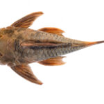 Nutrición especial para peces de agua dulce: Descubre los secretos aquí