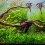 Mantenimiento y cuidado de peces de agua dulce en acuario: ¡Deja a tus peces sanos y felices!