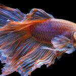 ¡Soluciona los problemas de alimentación en peces y alimenta a tus mascotas con éxito!