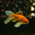 Temperatura ideal para tu acuario: mantén a tus peces felices