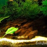 Transforma y embellece tu acuario marino con plantas acuáticas