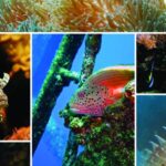 Descubre los tipos más sorprendentes de peces y corales para tu acuario marino: Sumérgete en un mundo acuático único